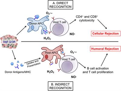 Redox-Dependent Inflammation in Islet Transplantation Rejection